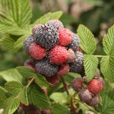 Rubus willamette raspberry<br /> 